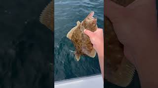 Summer Flounder Ocean Wreck Fishing [upl. by Thad]