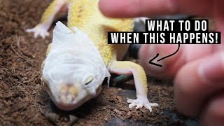 REMOVING OLD SKIN  Leopard Gecko [upl. by Artinahs199]