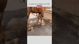 घोड़े के नाखून क्यों काटते है  horse hair and nails trimming [upl. by Dnomar]