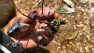 bitten by a golden spider and beetle‼️catch strawberry spiders jumping spider stag beetle mantis [upl. by Codd]