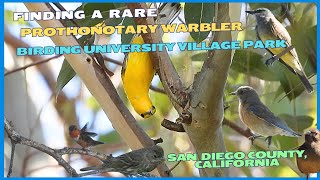 Finding a Rare Warbler  Birding University Village Park in San Diego County California [upl. by Selinda558]