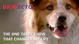 Bravecto® New Zealand  Flea amp Tick Treatment For Dogs  30s [upl. by Gaige]