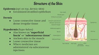 Integumentary System Lecture CHAPTER 5 [upl. by Atilegna]