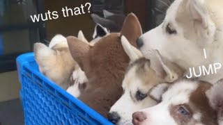 Seven Husky Puppies Go Into Pet Store For First Time [upl. by Lienet541]