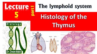 5aIntroduction to lymphoid organs الأعضاء الليمفاوية [upl. by Oedama]