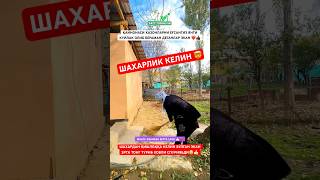 ❗️ШАХАРЛИК КЕЛИН ҚИШЛОҚДА❗️😱🔞 uzbekiatan [upl. by Reis]