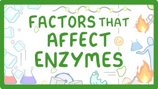 GCSE Biology  Enzymes  How Temperature and pH Affect Rate of Reaction [upl. by Moneta587]