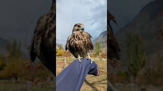 Lanner Falcon ❤️lannerfalcon [upl. by Scarrow32]