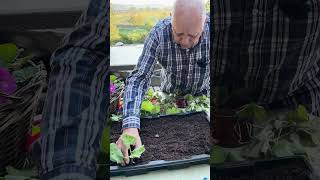 bouturer des géraniums conseil astuce tuto tutorial bouture geranium naturelove plante [upl. by Ailati]