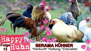 E13 Serama Hühner im Rasseportrait  HAPPY HUHN Ayam Serama  Zwerghühner Haltung Eier Brut Zucht [upl. by Carrnan]