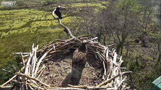 MRS G OF GLASLYN OSPREYS ARRIVED HOME 260322 1238 [upl. by Brok]