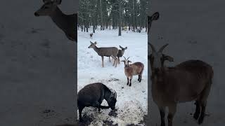 Buck Returned 4th year NM True Angel Fire short [upl. by Silberman]