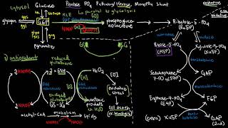 BIOCHEM 42  Pentose Phosphate Pathway [upl. by Amlev]