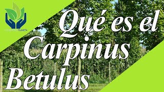 Carpinus betulus o Carpe tipos características imágenes [upl. by Llenel]