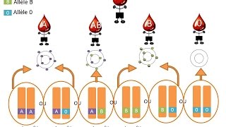 SVT  cours  Les allèles [upl. by Banyaz]