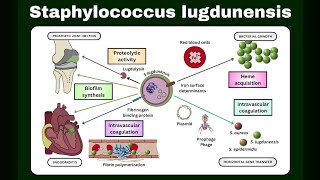 Staphylococcus lugdunensis A Comprehensive Guide to This Pathogen  Superbug Hiding on Your Skin [upl. by Nahseez]