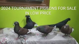 phn 9739277446 top tournament Pigeon for sale in Bangalore ready for 2024 season [upl. by Eirhtug92]