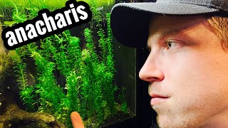 Anacharis Plant Care  Beginner Guide [upl. by Rasaec]