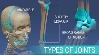 Anatomy and Physiology of Articulations Joints [upl. by Elvie]