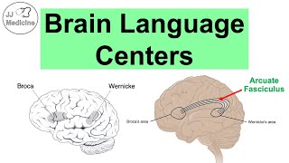 Brain Language Centers Broca’s Area Wernicke’s Area Angular Gyrus amp Arcuate Fasciculus [upl. by Wallas]