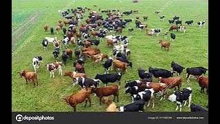 Drone view of Cow farm in Australia [upl. by Abernon]