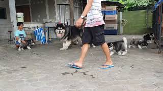 Giant malamute alaskanmalamute malamute dog doglovers fyp [upl. by Dorisa503]