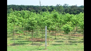 Agarwood plantation walkthrough with Plantations International [upl. by Anomer]