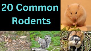 20 Common Rodents  Members Of Rat Family [upl. by Nissie]