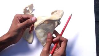 Scapula  Full demonstration [upl. by Assitruc]