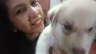 2nd Deworming ng 1moold puppies [upl. by Anehs]