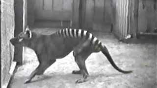 10 Rare Videos of Extinct Animals [upl. by Kella]