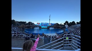 THE ORCA SHOW  show de orcas [upl. by Naeloj]