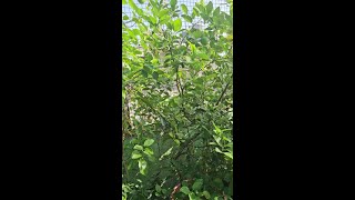 Hello My Dearest Students quotThrilled to share that my garden is blooming with joy My lemon trees ha [upl. by Gosnell]