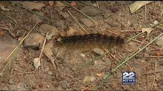 Gypsy moths increase fire danger [upl. by Shirlene]