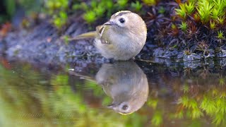 Goldcrest Regulus regulus ♀  Wintergoldhähnchen 3 [upl. by Giddings]