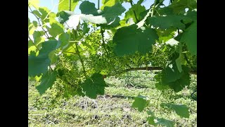 Vineyard in early June [upl. by Ibob619]