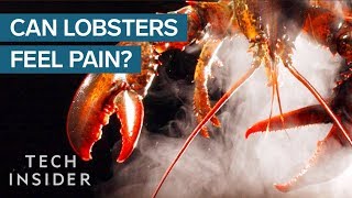 Why Do We Boil Lobsters Alive [upl. by Maye263]