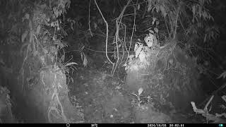 Trail camera pickup in Cuyabeno Ecuadorian Amazonia [upl. by Naujuj]