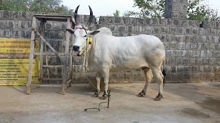 Kangayam cow காங்கேயம் மாடு [upl. by Atinet819]