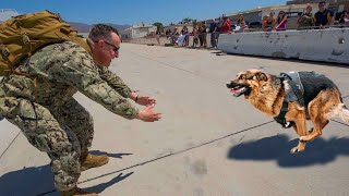 Most Emotional Dogs Reunions with Their Owners That Will Melt Your Heart ❤️ [upl. by Ryle926]