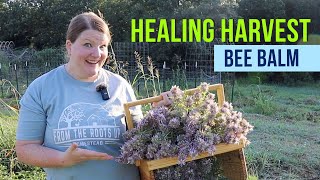 Bee Balm is a Medicinal MustHave [upl. by Jerroll]