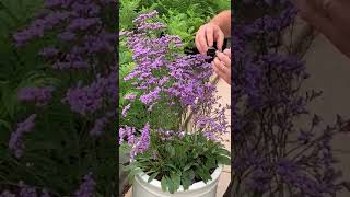 Limonium Dazzle Rocks presented by Gavin from Suttons nurseries [upl. by Nytsua]