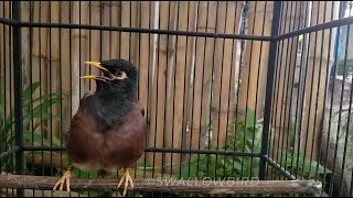 صوت مينة شائعة song call common myna  mynah bird [upl. by Landy]