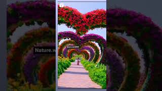 Natural Nature videosnature natural shortvideo viralvideo viralshorts super [upl. by Olivie184]