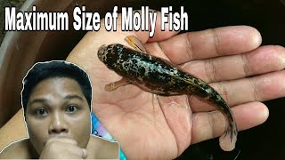 MOLLY FISH What is the size of the biggest molly fish [upl. by Rozalie]