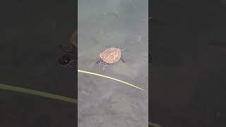 Amazing and Cute Turtle reptiles shortvideo testudines pleurodira cryptodira juronglakegarden [upl. by Hedges]