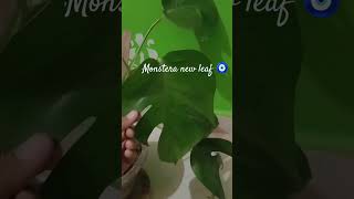 Hum milenge nhiMonstera new leaf 🌿 🤌🏻🧿trending viralshort viral monstera garden plantlovers [upl. by Enoitna]