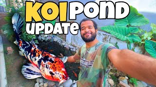 Tour of My Backyard Koi Fish Pond and Fish Room [upl. by Bettina]