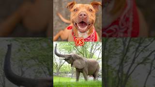 Wolf vs Alabai Dog vs Lion vs Elephant vs Pitbull Comparison [upl. by Oigimer43]