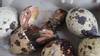 Quail Chicks Hatching [upl. by Ehsom]